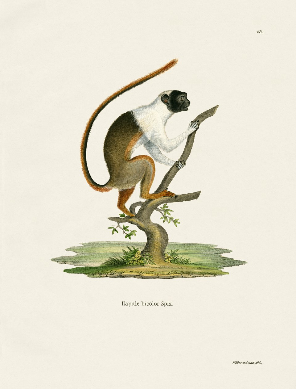 Pied Tamarin (värillinen kaiverrus) tekijältä German School