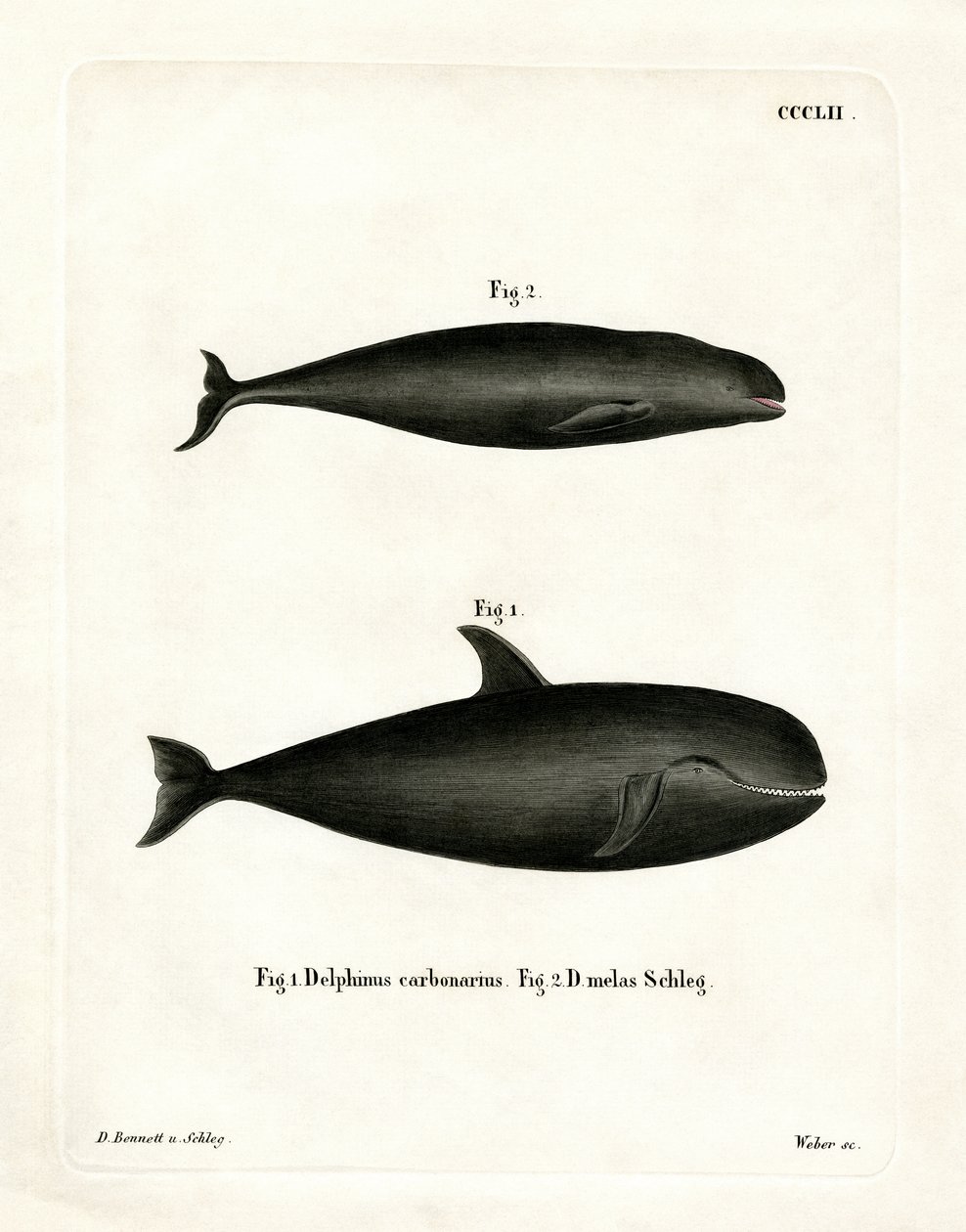 Pilot Whale (värillinen kaiverrus) tekijältä German School