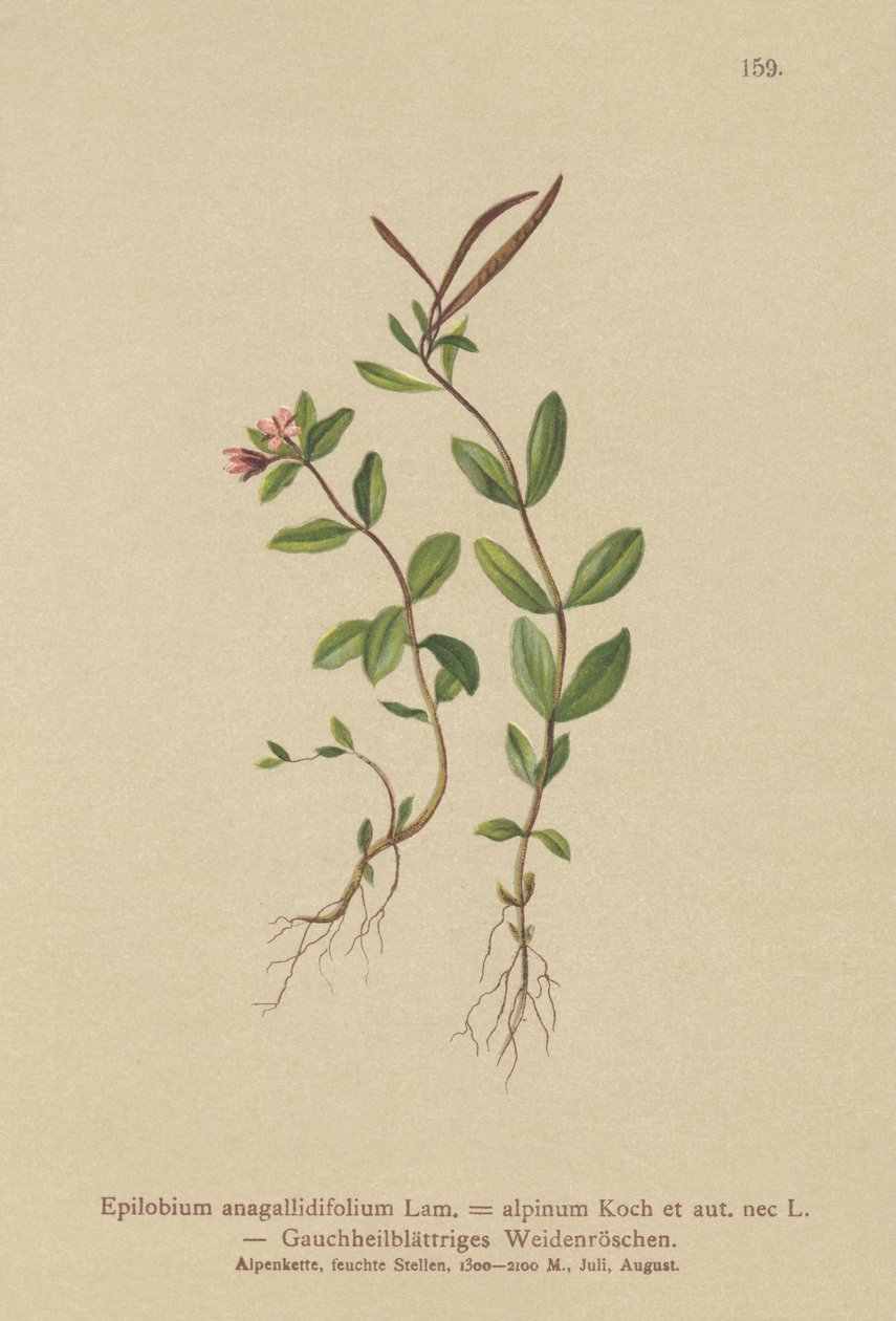 Pimpernel Willowherb (Epilobium anagallidifolium, Epilobium alpinum) tekijältä German School
