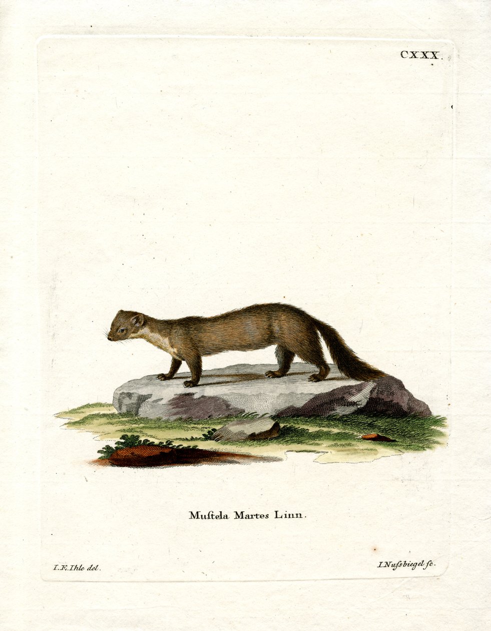 Pine Marten (värillinen kaiverrus) tekijältä German School