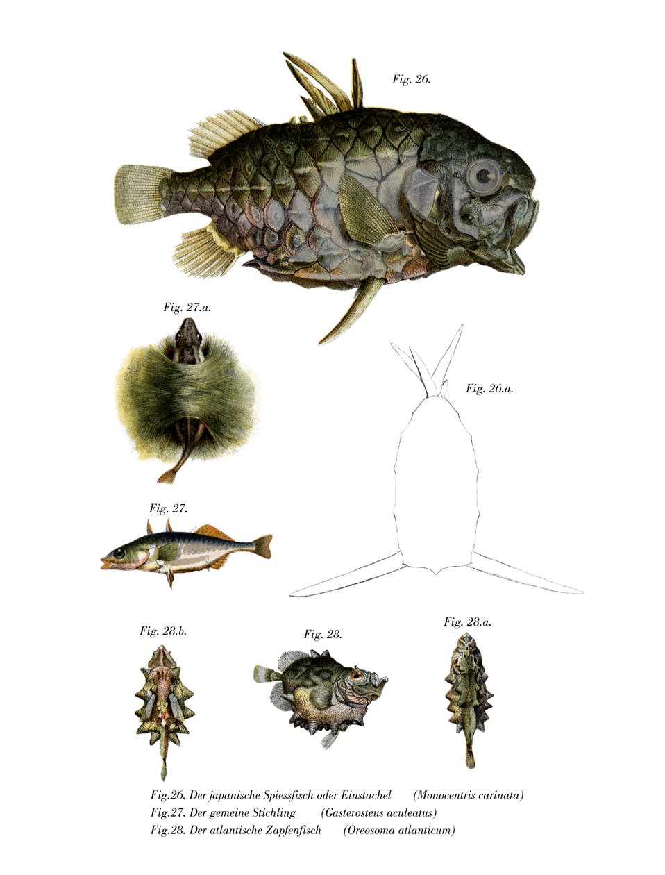Pineconfish (väri litho) tekijältä German School