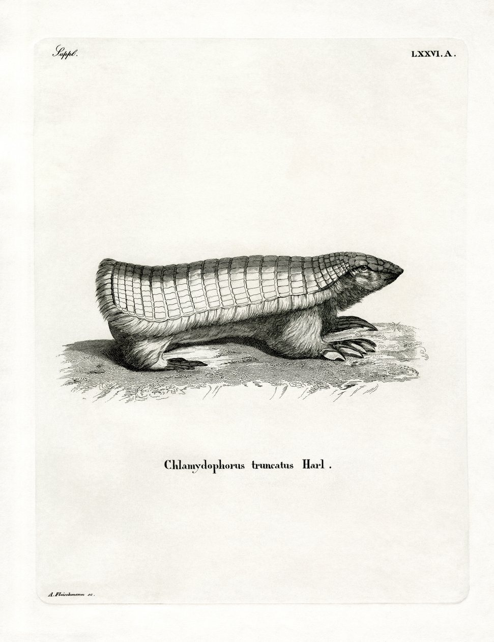Pink Fairy Armadillo (värillinen kaiverrus) tekijältä German School