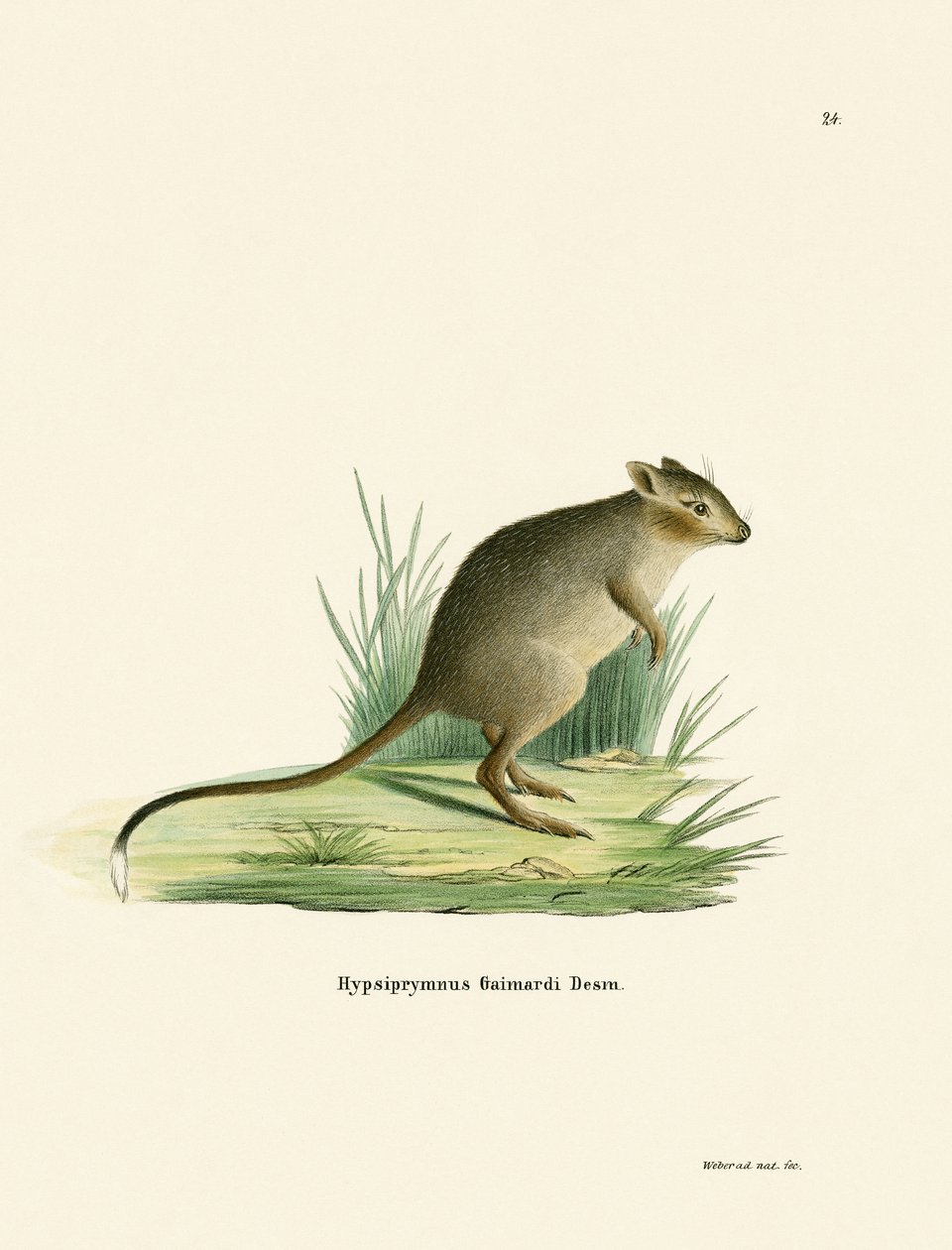 Potoroo (värillinen kaiverrus) tekijältä German School
