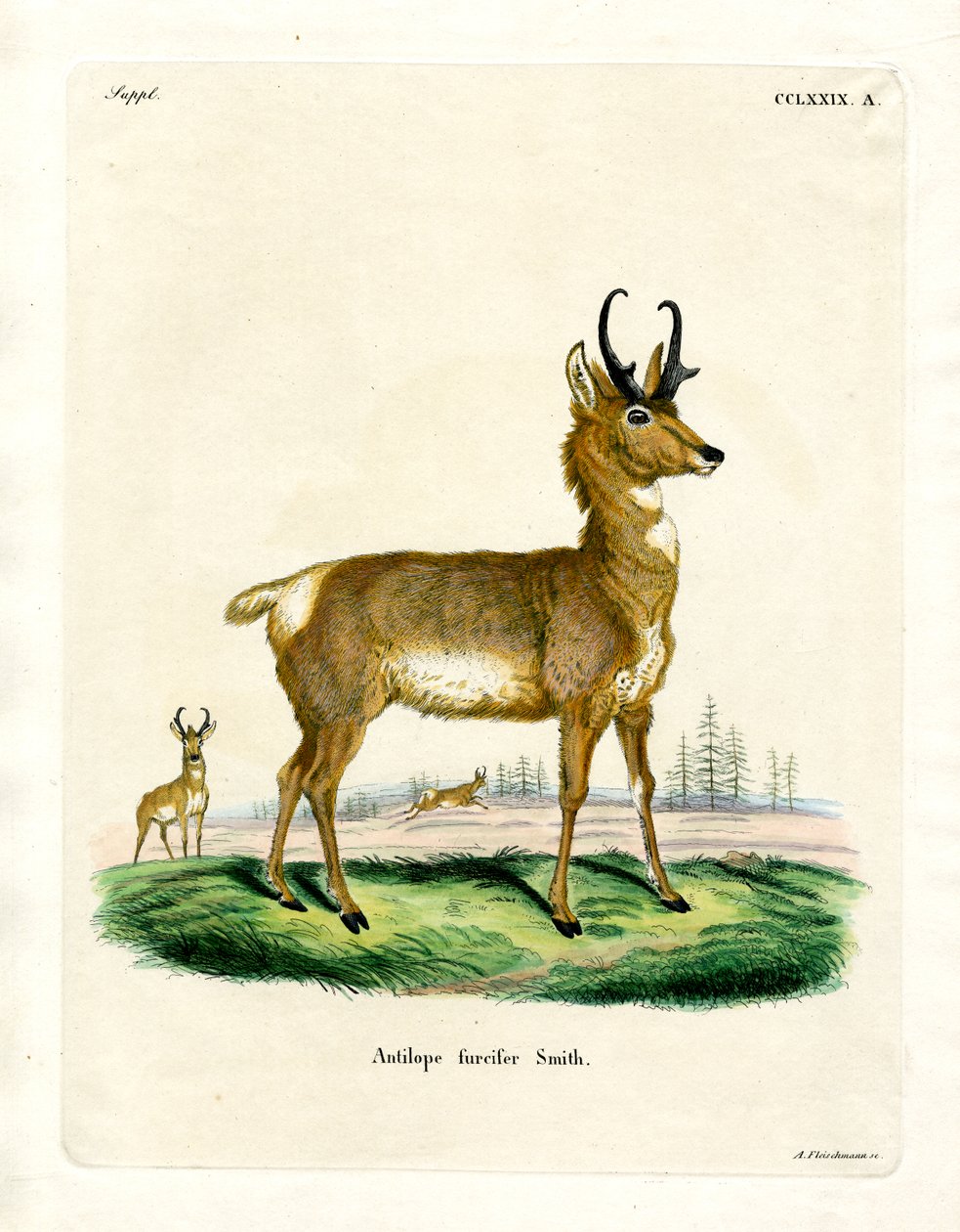 Pronghorn Antilooppi (värillinen kaiverrus) tekijältä German School
