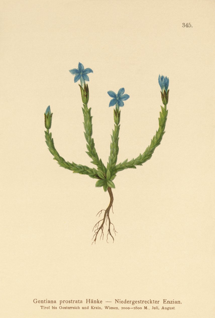 Pygmy Gentian (Gentiana prostrata) tekijältä German School