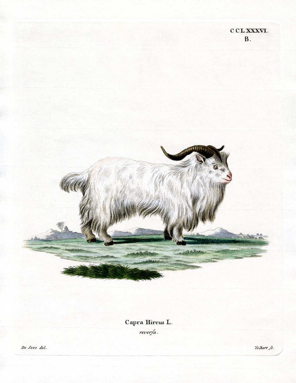 Pygmy Goat (värillinen kaiverrus) tekijältä German School