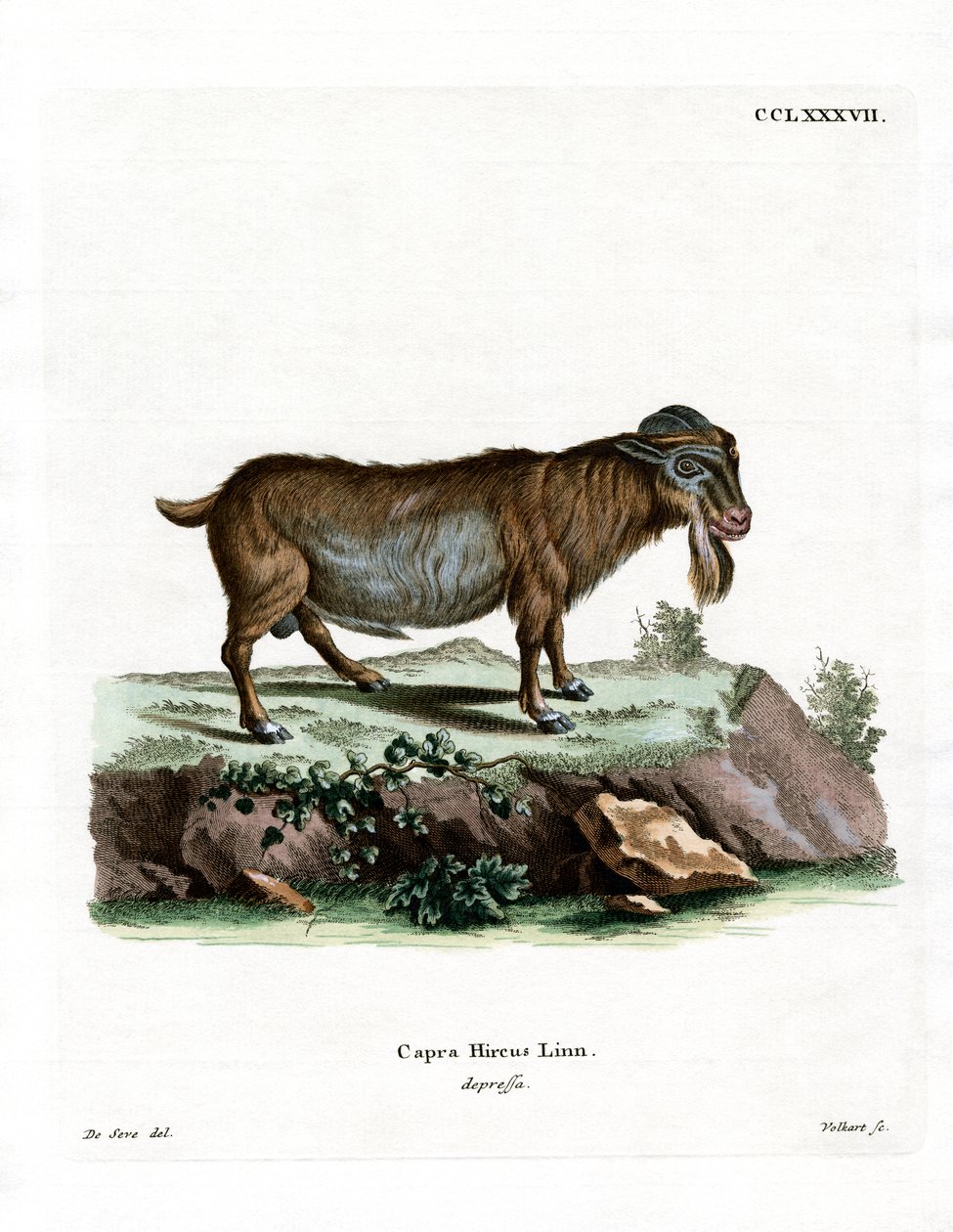 Pygmy Goat (värillinen kaiverrus) tekijältä German School