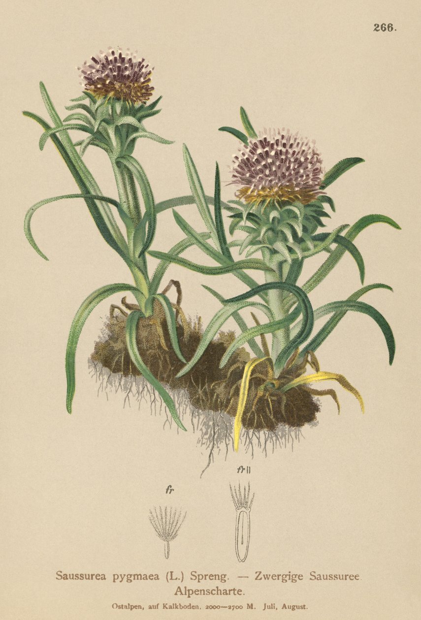 Pygmy Saussurea (Saussurea pygmaea) tekijältä German School