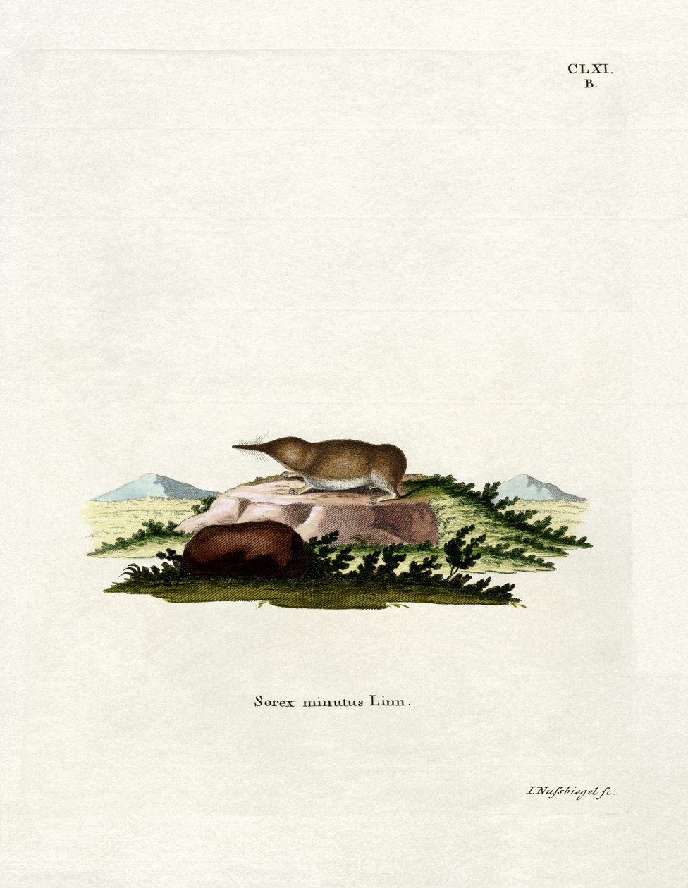 Pygmy Shrew (värillinen kaiverrus) tekijältä German School