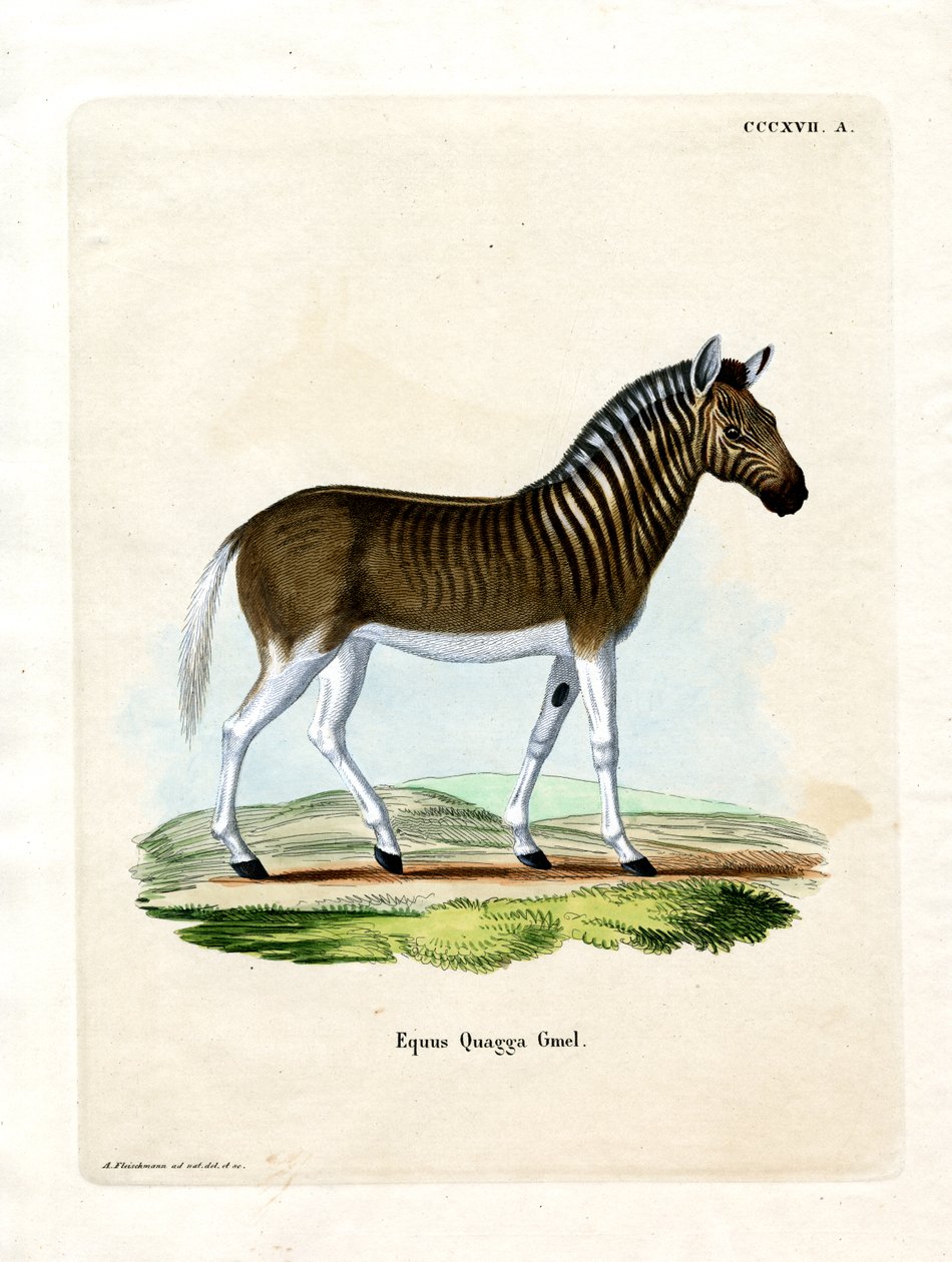 Quagga (värillinen kaiverrus) tekijältä German School