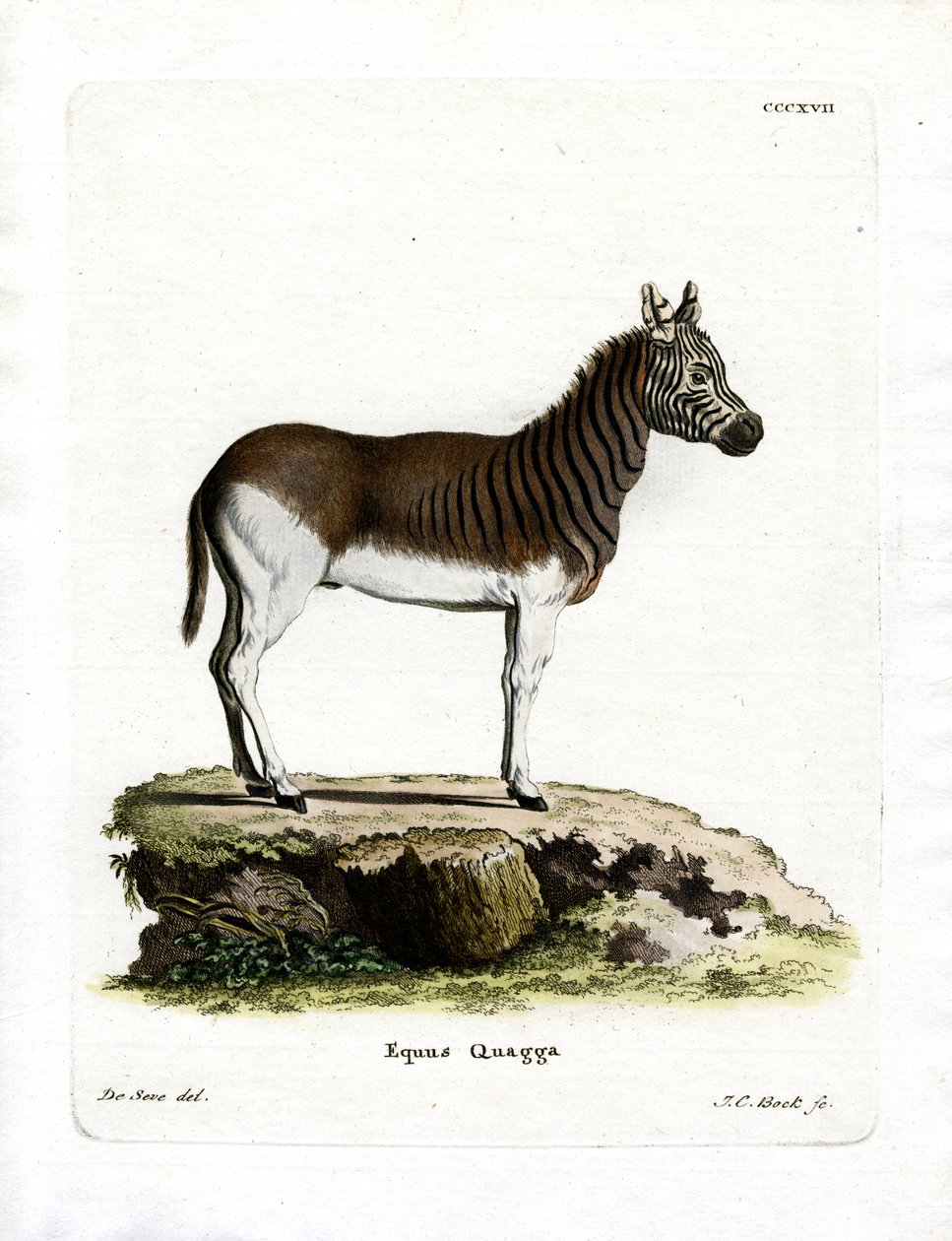 Quagga (värillinen kaiverrus) tekijältä German School