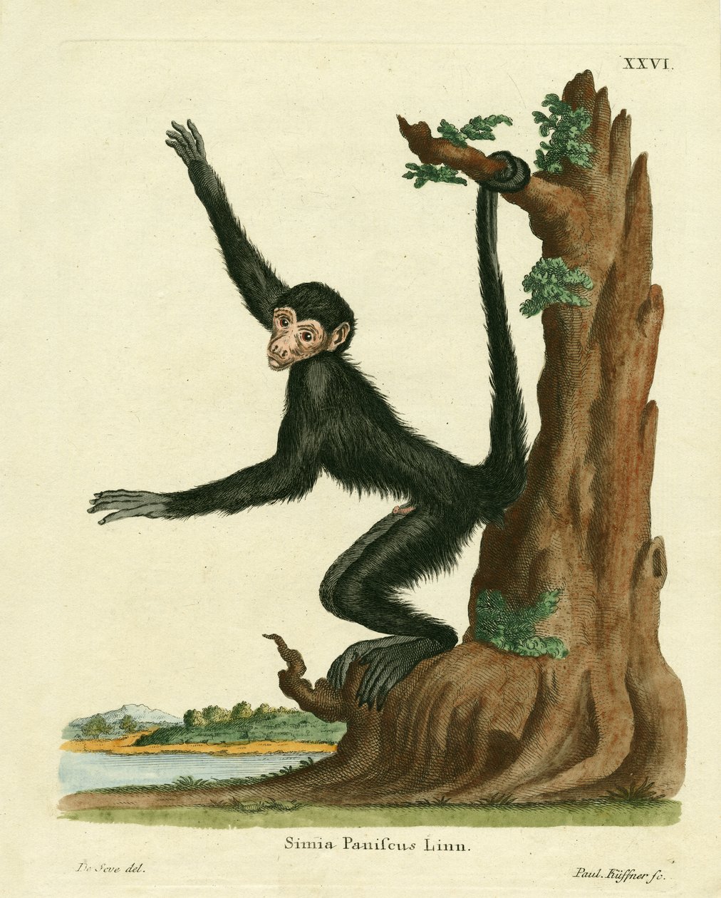 Punanaamainen Spider Monkey (värillinen kaiverrus) tekijältä German School