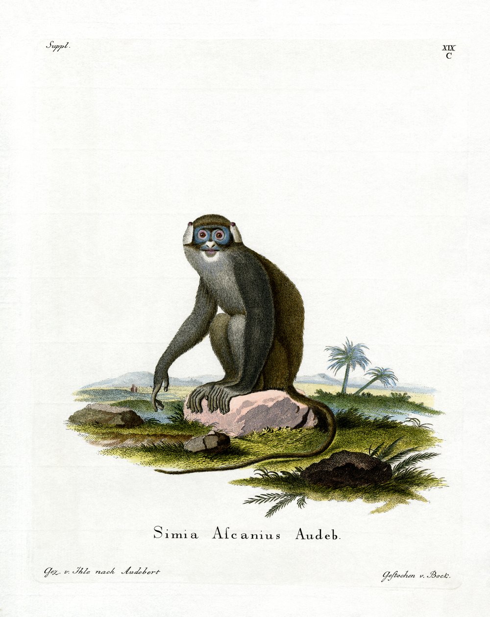 Red-tailed Monkey (värillinen kaiverrus) tekijältä German School