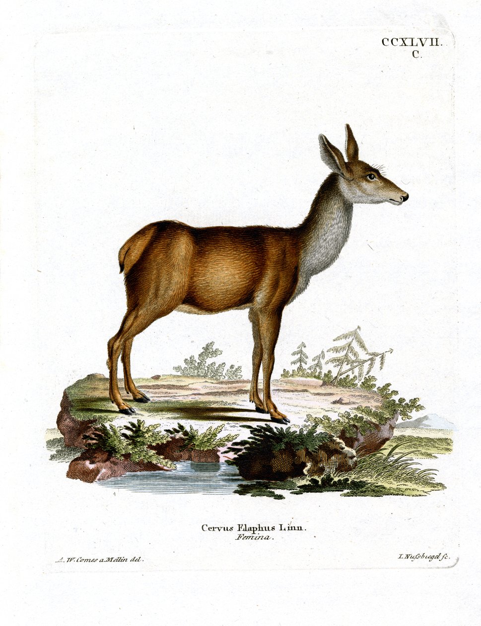 Red Deer (värillinen kaiverrus) tekijältä German School
