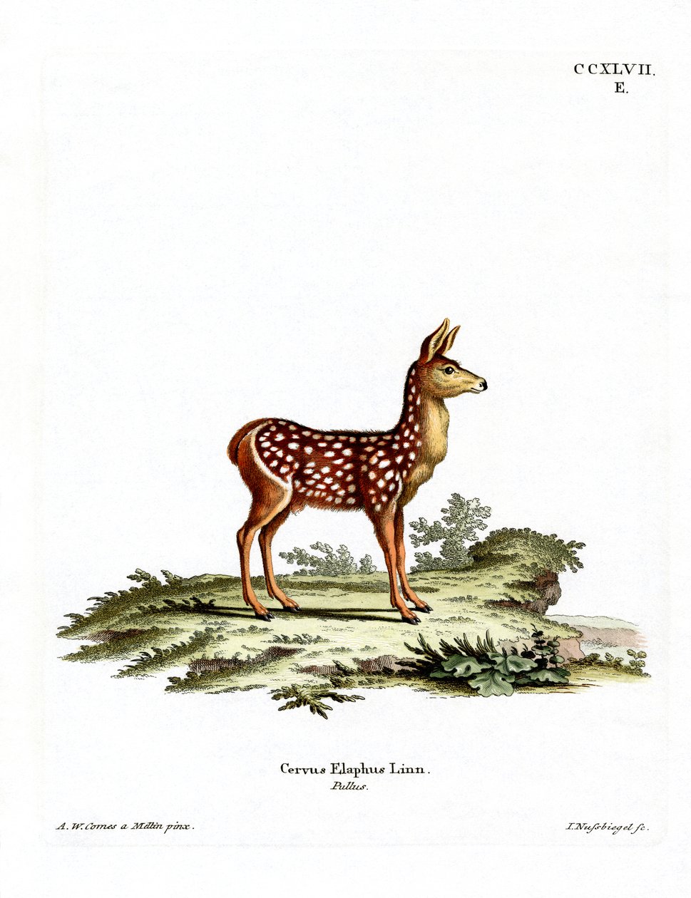 Red Deer Fawn (värillinen kaiverrus) tekijältä German School