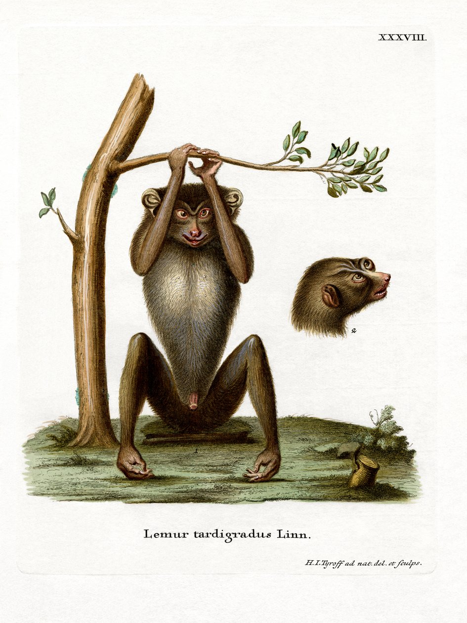 Red Slender Loris (värillinen kaiverrus) tekijältä German School