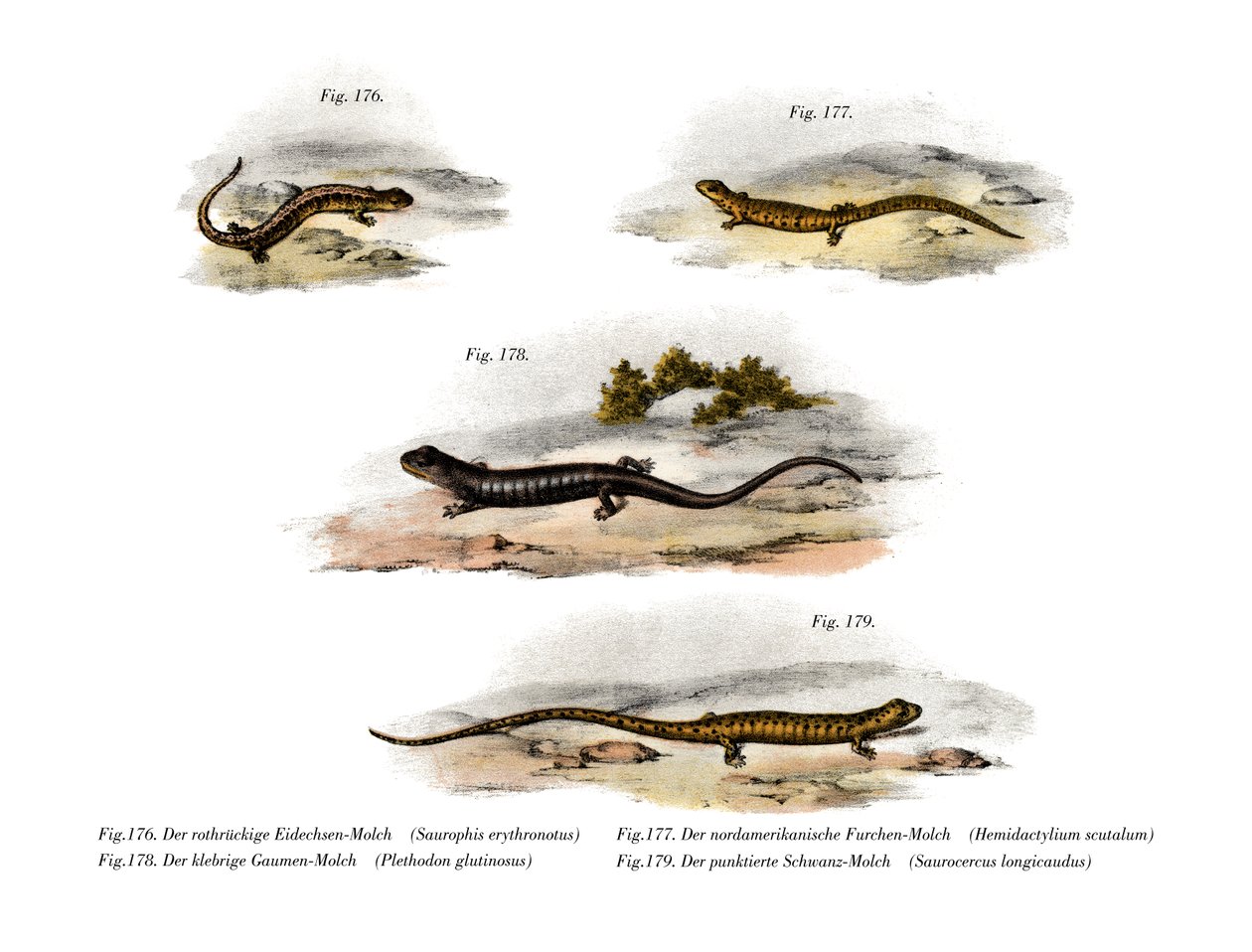 Redback Salamander (väri litho) tekijältä German School