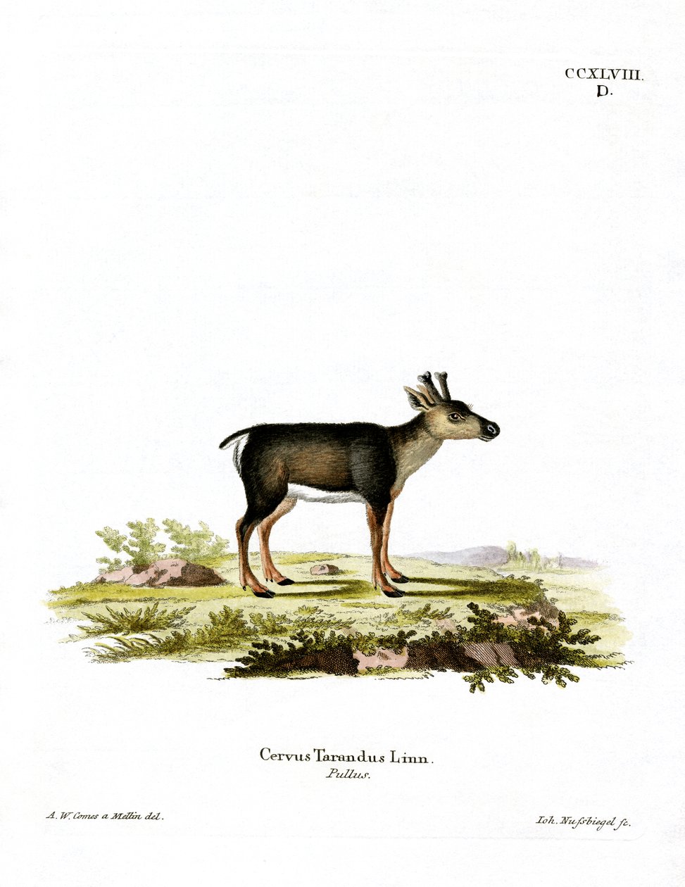 Poro Fawn (värillinen kaiverrus) tekijältä German School