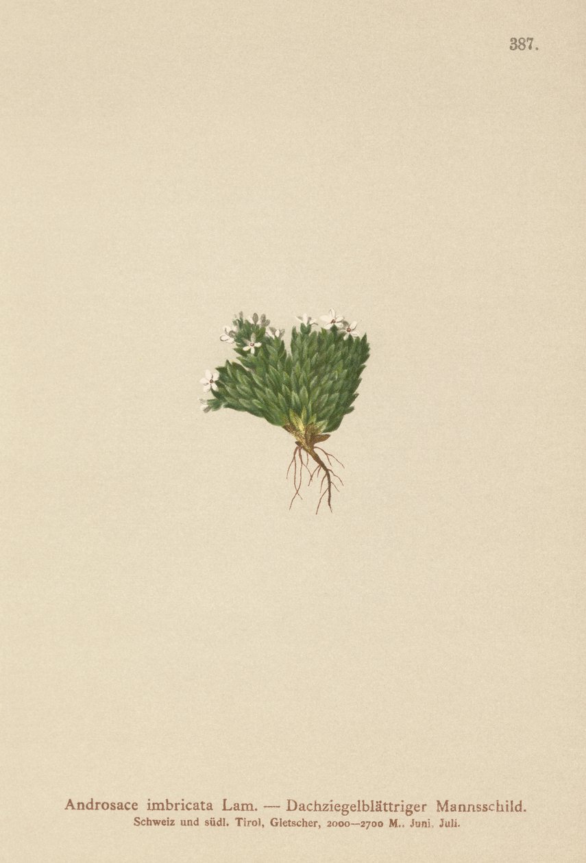 kivijasmiini (Androsace imbricata, Aretia imbricata) tekijältä German School