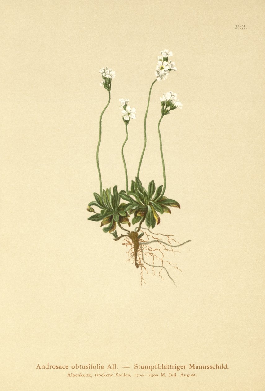 Kalliojasmiini (Androsace obtusifolia) tekijältä German School