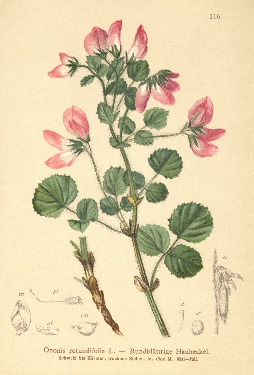 Pyöreälehtinen lepakkovarpunen (Ononis rotundifolia, Ononis tribracteata) tekijältä German School