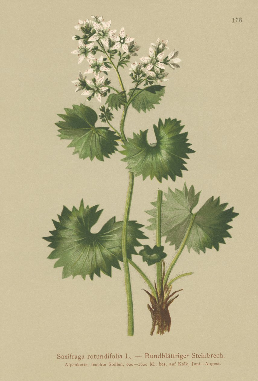 Pyöreälehtinen saksifrage (Saxifraga rotundifolia) tekijältä German School