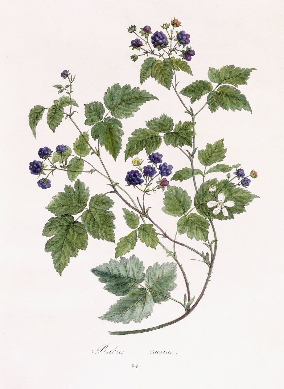 Rubus caesius tekijältä German School