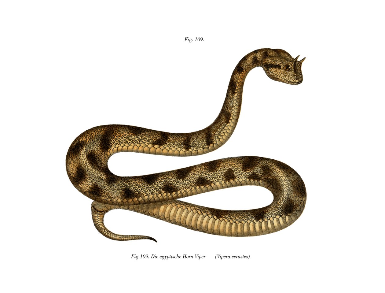 Sahara Sand Viper (väri litho) tekijältä German School