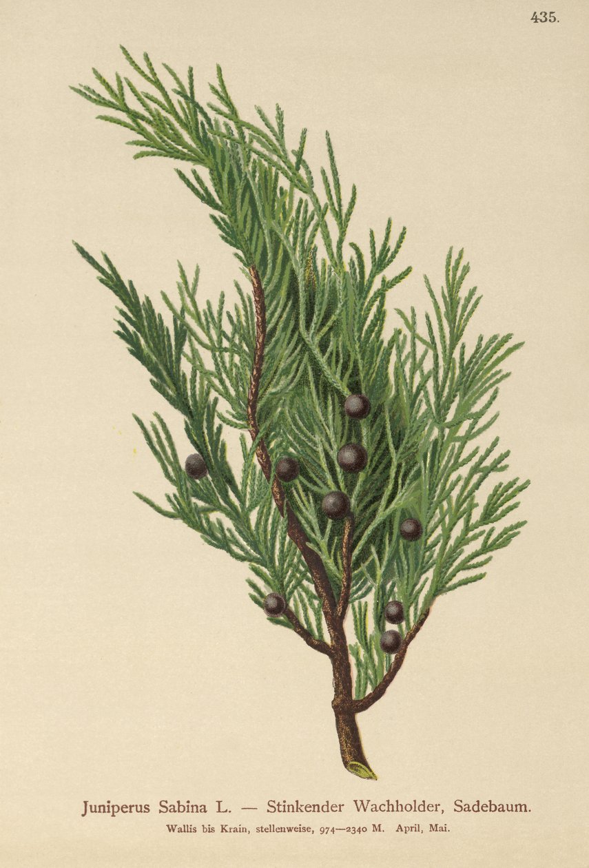 Savin Juniper (Juniperus Sabina) tekijältä German School