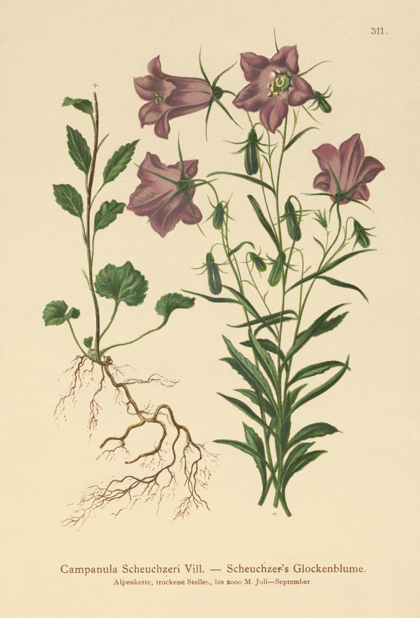 Scheuchzerin kellokukka (Campanula Scheuzeri) tekijältä German School