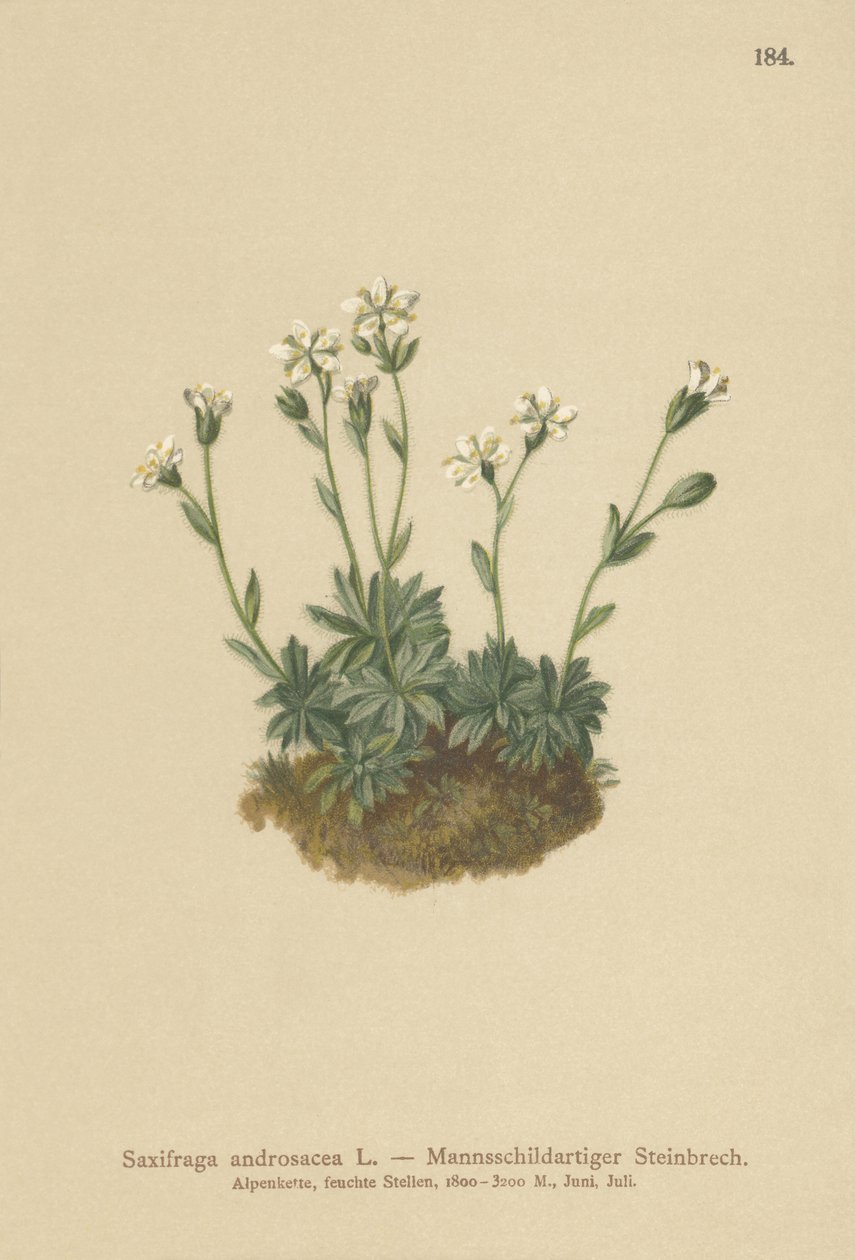 Scree Saxifrage (Saxifraga androsacea) tekijältä German School