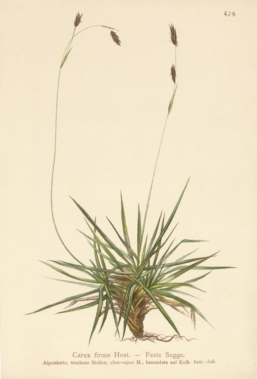 Sara (Carex firma) tekijältä German School