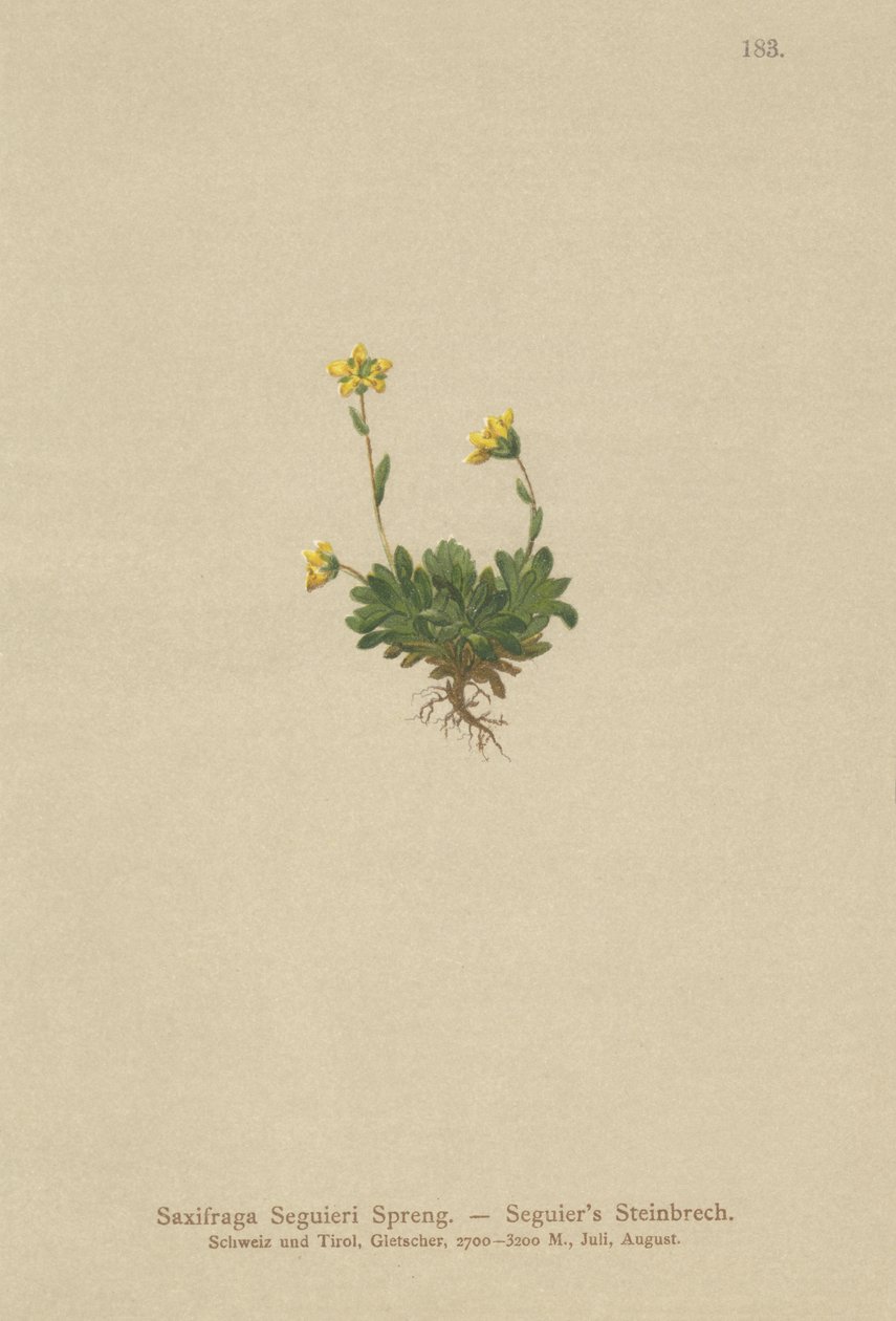 Seguieris Saxifrage (Saxifraga Seguieri) tekijältä German School