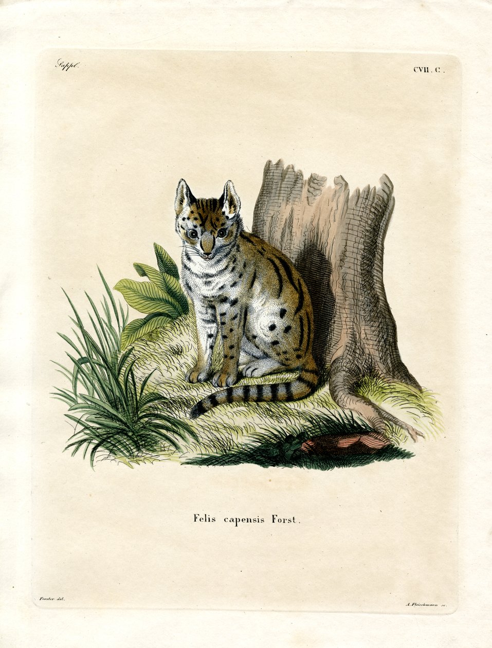 Serval (värillinen kaiverrus) tekijältä German School
