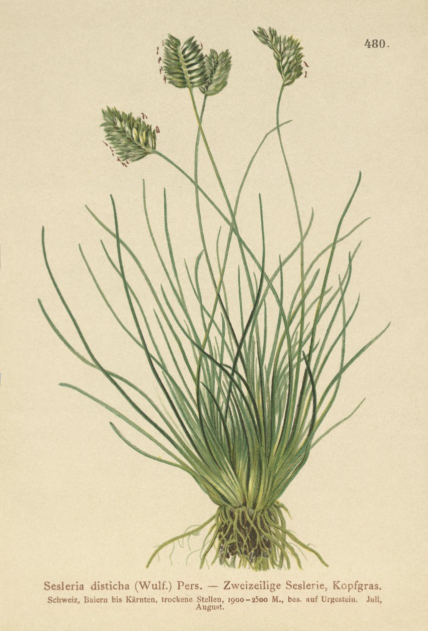 Sesleria (Sesleria disticha, Oreochloa disticha) tekijältä German School