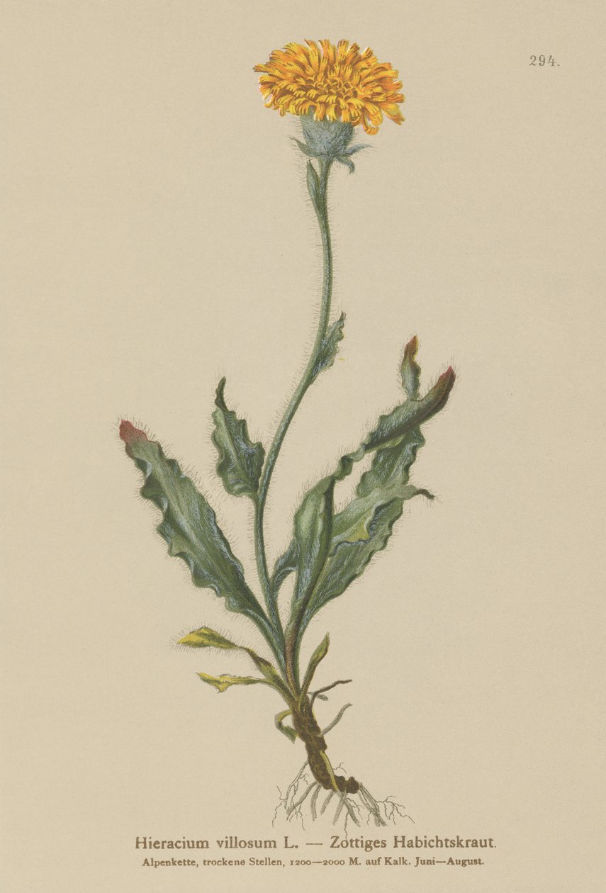 Shaggy Hawkweed (Hieracium villosum) tekijältä German School