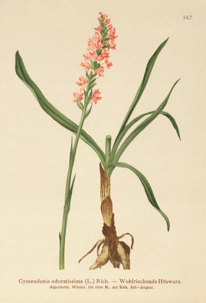 Lyhytkimppuinen tuoksuva orkidea (Gymnadenia odoratissima) tekijältä German School