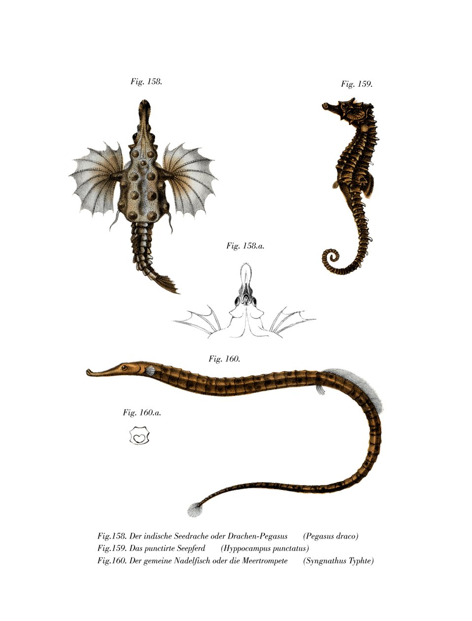 Lyhyt Dragonfish (väri litho) tekijältä German School