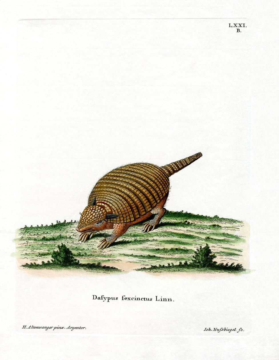 Kuusikaistainen Armadillo (värillinen kaiverrus) tekijältä German School