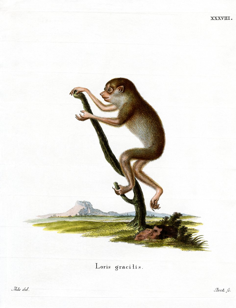 Hoikka Loris (värillinen kaiverrus) tekijältä German School