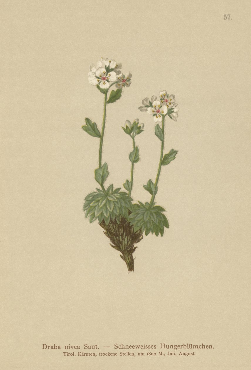 Lumivalkoinen Whitlow-ruoho (Draba nivea) tekijältä German School