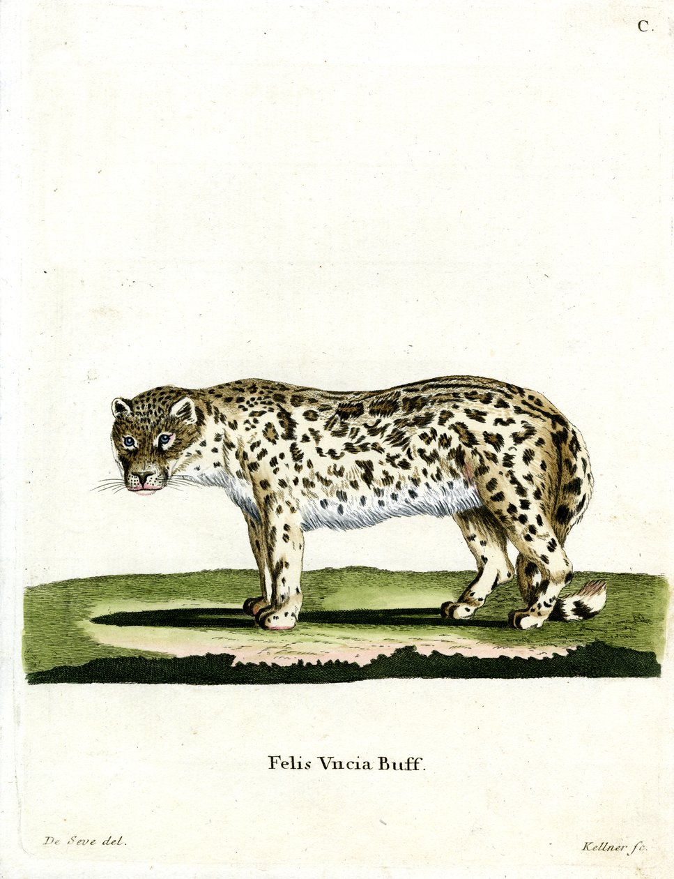 Snow Leopard (värillinen kaiverrus) tekijältä German School