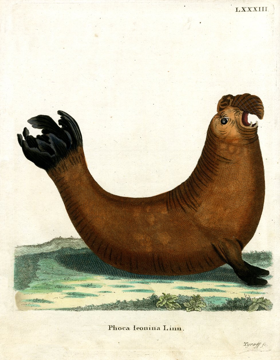 Southern Elephant Seal (värillinen kaiverrus) tekijältä German School