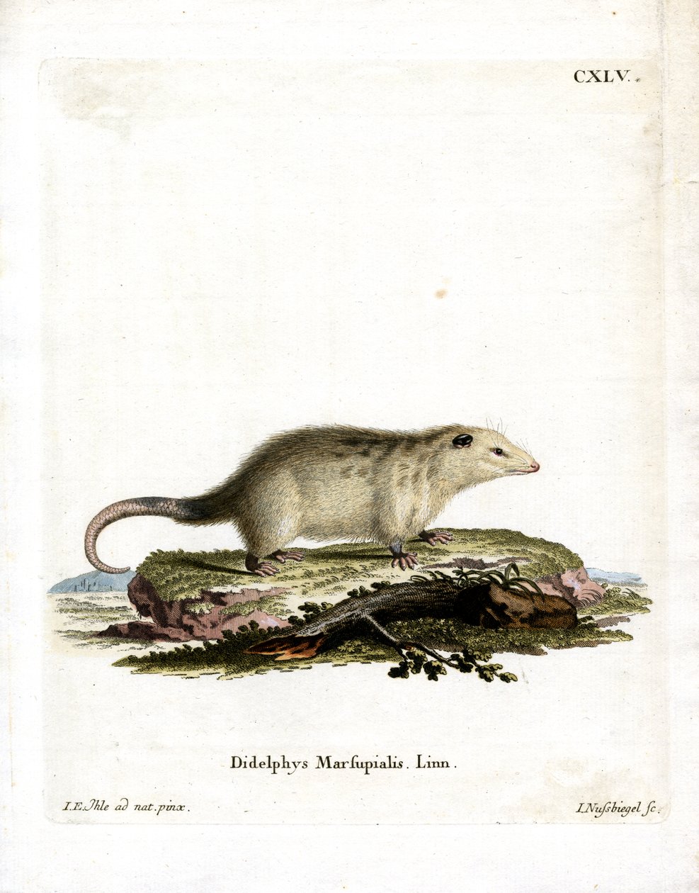 Southern Opossum (värillinen kaiverrus) tekijältä German School