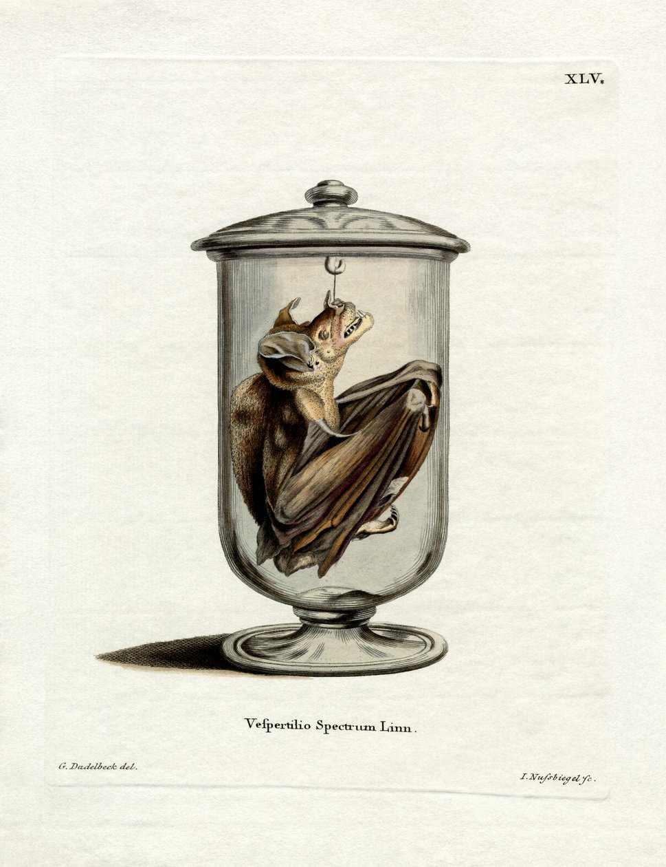 Spectral Bat (värillinen kaiverrus) tekijältä German School