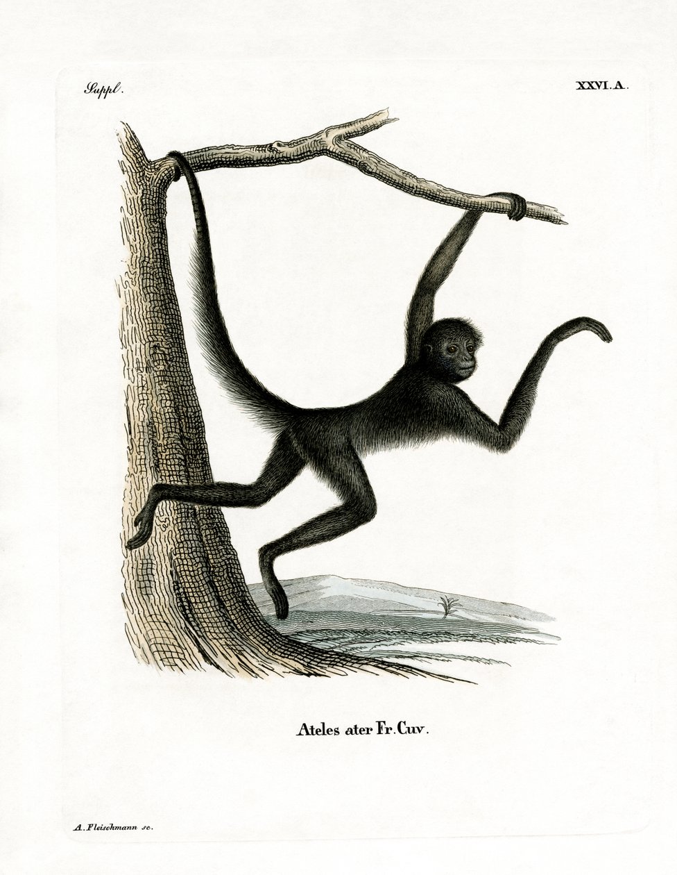 Spider Monkey (värillinen kaiverrus) tekijältä German School