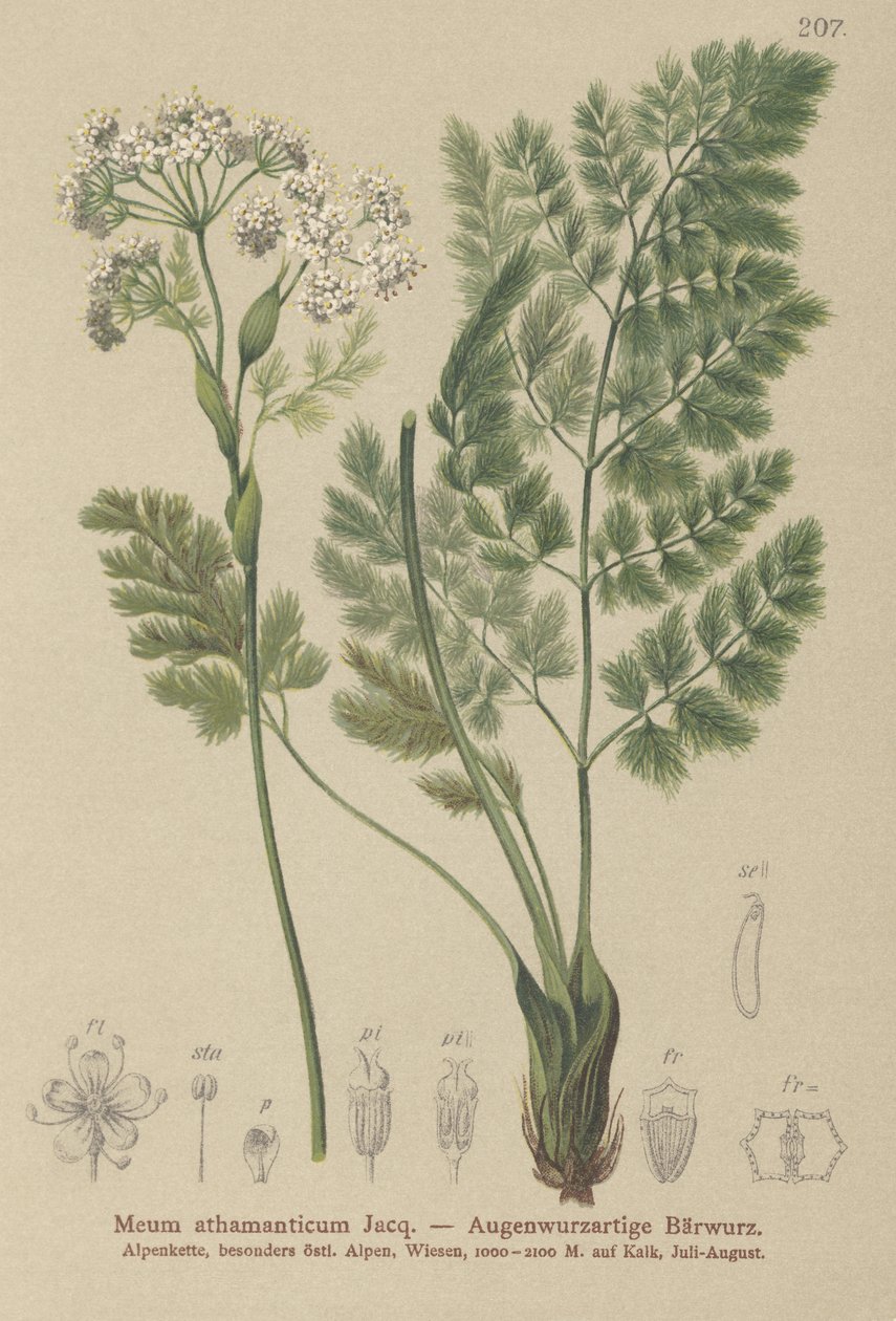 Spignel (Meum athamanticum) tekijältä German School
