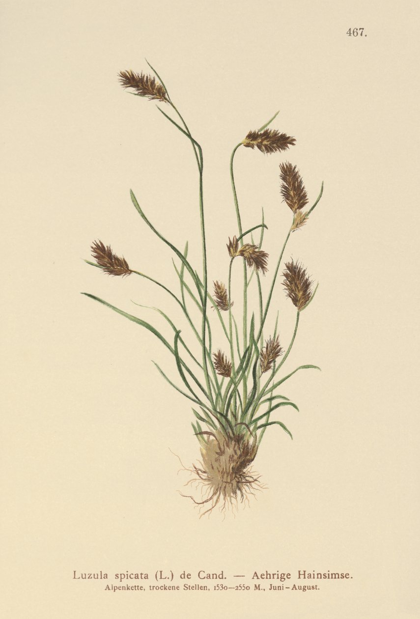 piikkimetsä (Luzula spicata) tekijältä German School
