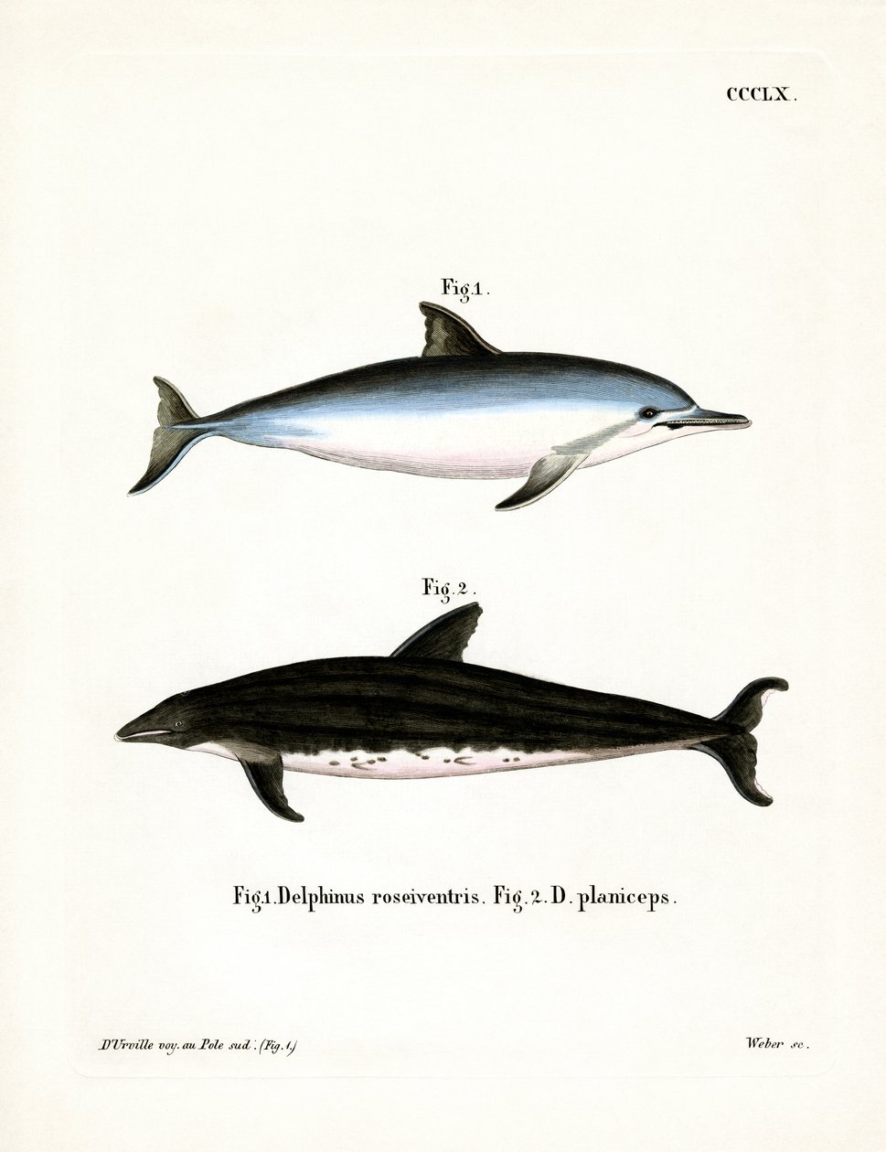 Spinner Dolphin (värillinen kaiverrus) tekijältä German School