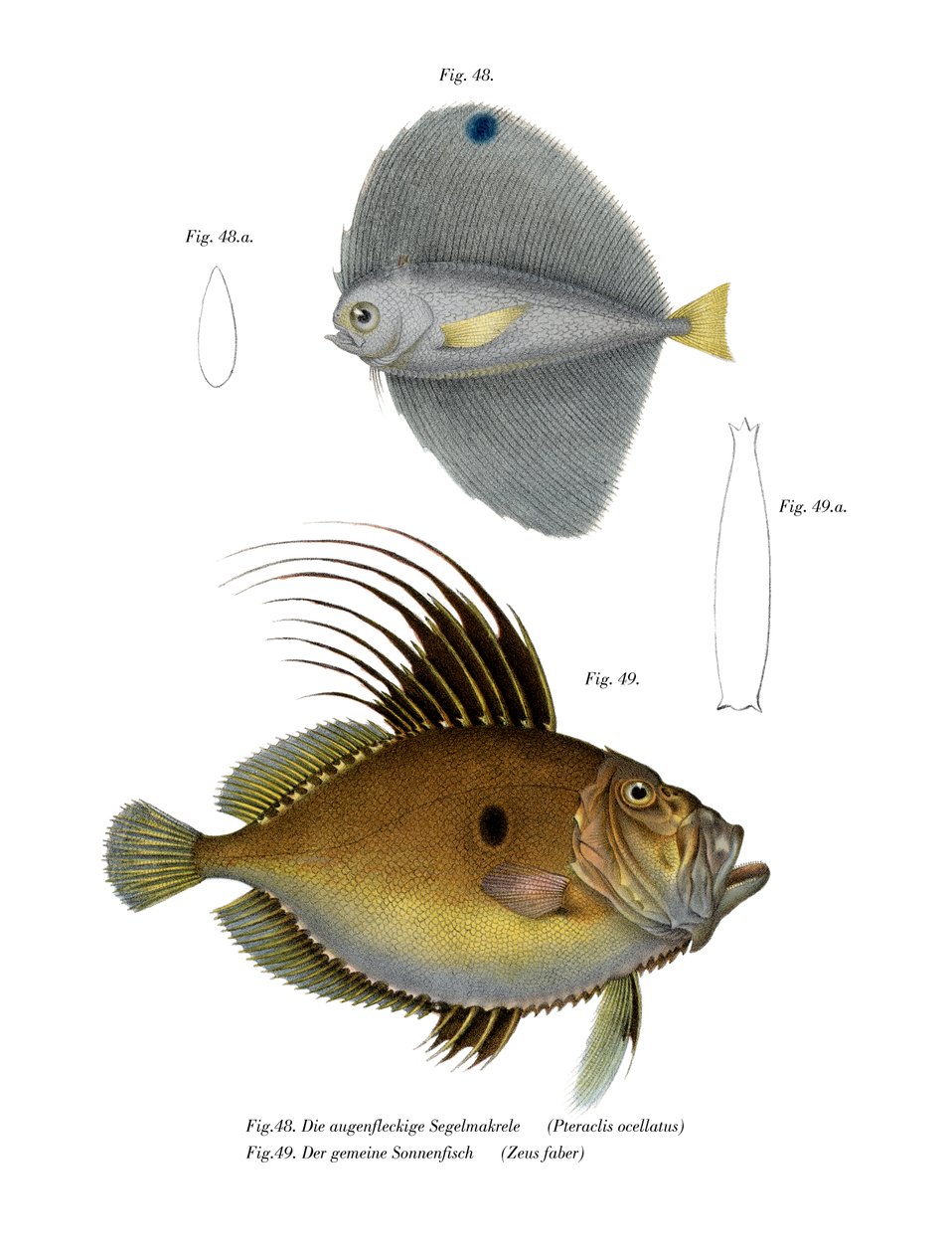 Täplikäs fanfish (väri litho) tekijältä German School